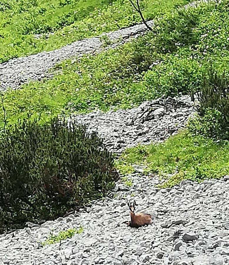 Haus Auebach Lägenhet Ellmau Exteriör bild